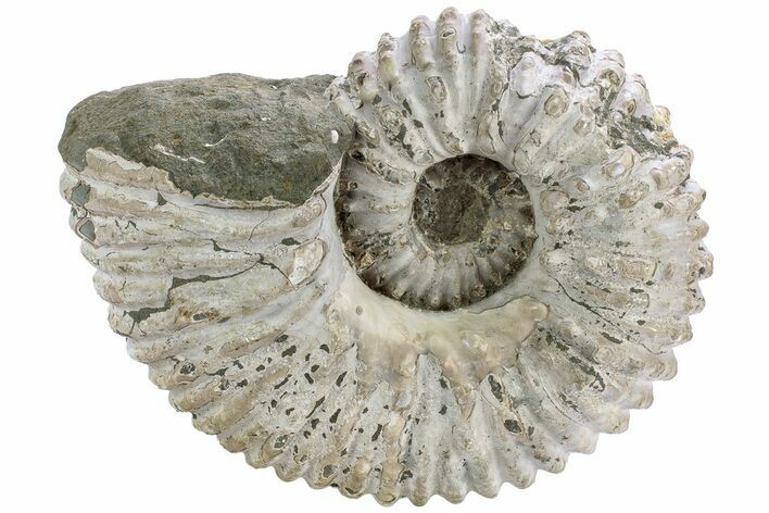 Bumpy Ammonite (Douvilleiceras) Fossil - Madagascar #232617